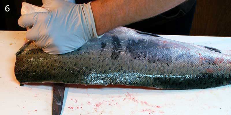Knifestock BLOG - Kuinka fileoida lohi oikein